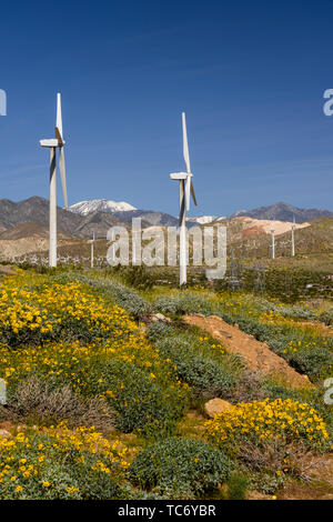 Fleurs sauvages et les éoliennes à San Gorgonio Pass près de Palm Springs, Californie, USA. Banque D'Images