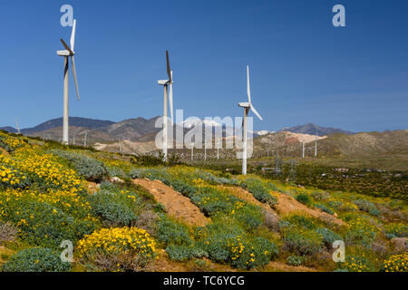 Fleurs sauvages et les éoliennes à San Gorgonio Pass près de Palm Springs, Californie, USA. Banque D'Images