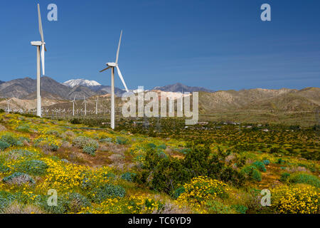 Fleurs sauvages et les éoliennes à San Gorgonio Pass près de Palm Springs, Californie, USA. Banque D'Images