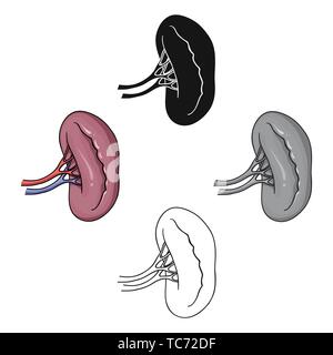 Les droits de l'icône du rein dans la caricature,black style isolé sur fond blanc. Symbole des organes humains vector illustration. Illustration de Vecteur