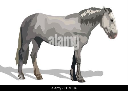 Vector illustration couleur gris cheval debout de profil. Vector illustration croquis monochromes isolé sur fond blanc. Illustration de Vecteur