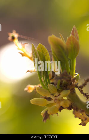 Close-up d'un bourgeon de feuilles avec des fleurs d'un avocat dans l'arrière-plan vous voyez Banque D'Images
