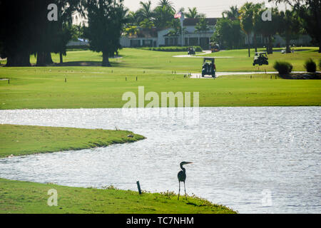 Miami Beach Florida, Normandy Shores public Golf Club course, voiturette électrique de golfeur, étang d'eau, tricolore héron, les visiteurs voyage tour touristique t Banque D'Images