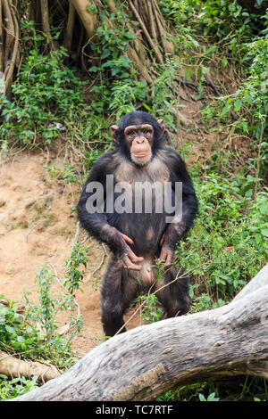 Mignon, naughty chimpanzé. Banque D'Images