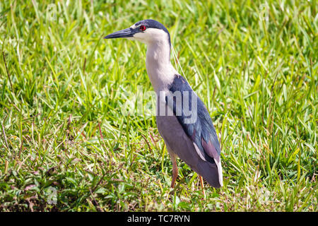 Miami Florida,Doral,Heron de nuit à couronne noire Nycticorax nycticorax à tête noire,oiseau,FL1903331106 Banque D'Images