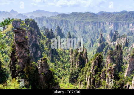 Zhangjiajie Forest Park. Pilier gigantesque ou montagnes falaise du canyon. Wulingyuan, Zhangjiajie, Hunan, Chine Banque D'Images