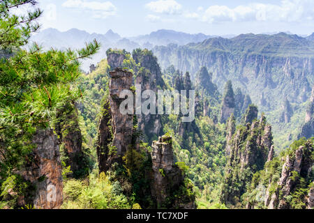 Zhangjiajie Forest Park. Pilier gigantesque ou montagnes falaise du canyon. Wulingyuan, Zhangjiajie, Hunan, Chine Banque D'Images