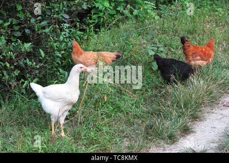 Poulet indigène Hillside Banque D'Images