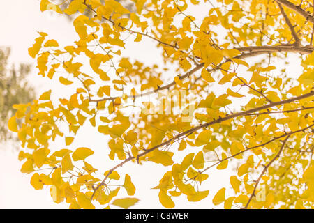 Le Ginkgo biloba feuilles en automne Banque D'Images