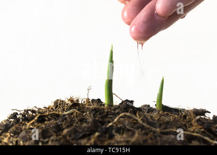 Les mains des agriculteurs d'arroser les semis Banque D'Images