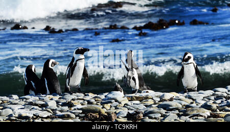 Colonie de pingouins de Robben Island, près de Cape Town, Afrique du Sud. Banque D'Images