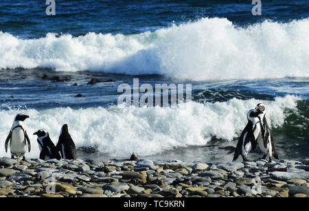 Colonie de pingouins de Robben Island, près de Cape Town, Afrique du Sud. Banque D'Images