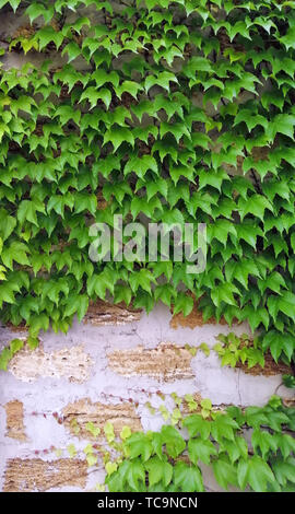 Mur de brique, avec des plantes grimpantes d'ornement de raisins, château, garde-corps, grès, ciment de maçonnerie, les joints de l'arrière-plan du site Banque D'Images