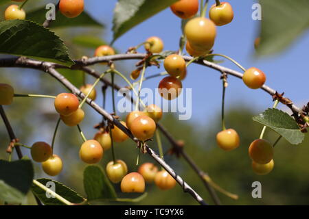 Cherry commence à mûrir sur une branche d'arbre. Cherry Tree Fruits. Cerise jaune sur un ciel bleu. Banque D'Images