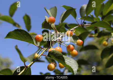 Cherry commence à mûrir sur une branche d'arbre. Cherry Tree Fruits. Cerise jaune sur un ciel bleu. Banque D'Images