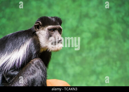 Le visage d'un Abyssin colobus noir et blanc en gros plan, espèce de singe d'Afrique tropicale Banque D'Images