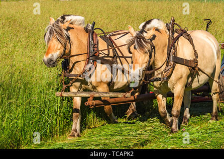 Chevaux Fjord travaillant sur un champ en travaillant avec le hay Banque D'Images