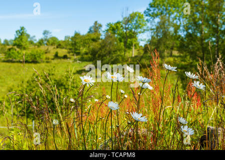Daisy fleurs qui s'épanouissent dans un paysage de prairie Banque D'Images