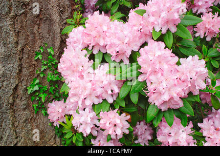 Rhododendron dans un jardin. Banque D'Images
