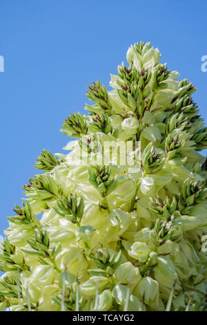 Gros plan de super Yucca brevifolia blossom à Los Angeles, Californie Banque D'Images