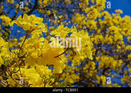 Handroanthus chrysotrichus la belle fleur jaune à Los Angeles, Californie Banque D'Images