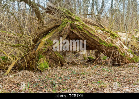 Vieux arbre dans la forêt, d'arbres couverts de mousse et lichen Banque D'Images