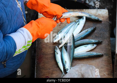 Les mains des pêcheurs dans l'éviscération des gants orange un petit poisson. Pullint les re et courage, c'est pas indispensable dans la transformation du poisson. Photographié sur le célèbre marché aux poissons de Catane, Sicile, Italie. Banque D'Images