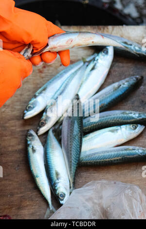 Dans les mains des gants orange l'éviscération de petits poissons. D'autres poissons morts floues dans l'arrière-plan sur une table en bois. En tirant sur le re et de courage est nécessaire par la transformation du poisson. Marché aux poissons de Catane, Italie. Banque D'Images