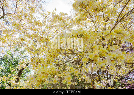 Handroanthus chrysotrichus la belle fleur jaune à Los Angeles, Californie Banque D'Images