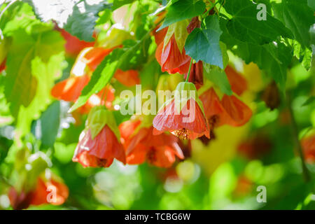 Gros plan du Tigre rouge fleur fleur Abutilon à Los Angeles, Californie Banque D'Images