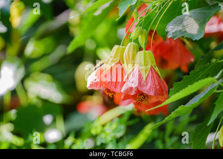 Gros plan du Tigre rouge fleur fleur Abutilon à Los Angeles, Californie Banque D'Images