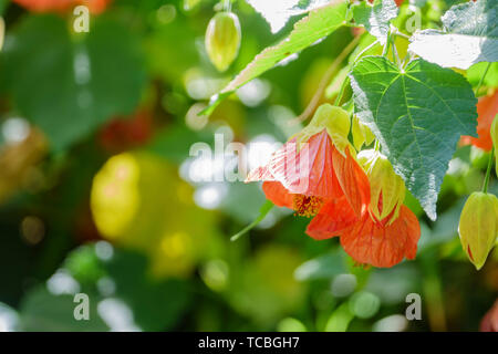 Gros plan du Tigre rouge fleur fleur Abutilon à Los Angeles, Californie Banque D'Images