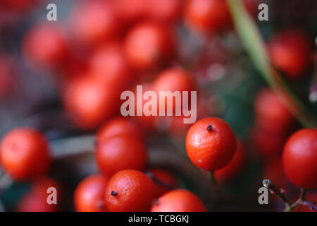 Vue rapprochée de la grappe de fruits mûrs rouges bambou céleste Banque D'Images