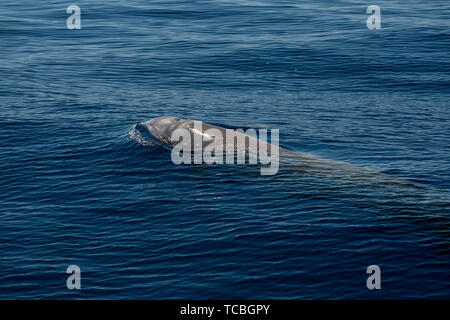 La baleine à bec d'oie ultra rare Ziphius cavirostris dolphin Banque D'Images