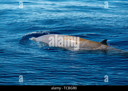 La baleine à bec d'oie ultra rare Ziphius cavirostris dolphin Banque D'Images