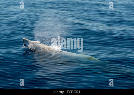 La baleine à bec d'oie ultra rare Ziphius cavirostris dolphin Banque D'Images