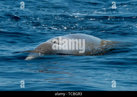 La baleine à bec d'oie ultra rare Ziphius cavirostris dolphin Banque D'Images