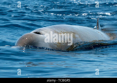 La baleine à bec d'oie ultra rare Ziphius cavirostris dolphin Banque D'Images