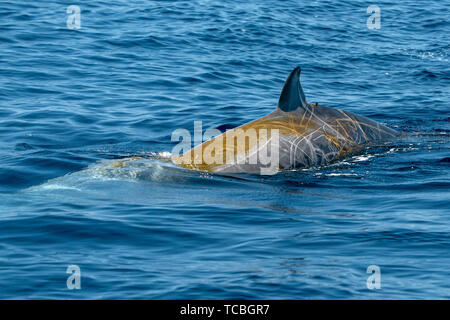 La baleine à bec d'oie ultra rare Ziphius cavirostris dolphin Banque D'Images