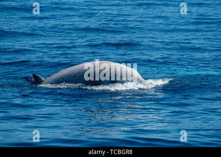 La baleine à bec d'oie ultra rare Ziphius cavirostris dolphin Banque D'Images