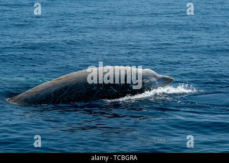 La baleine à bec d'oie ultra rare Ziphius cavirostris dolphin Banque D'Images