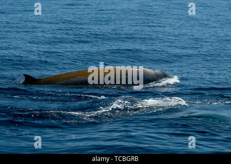 La baleine à bec d'oie ultra rare Ziphius cavirostris dolphin Banque D'Images