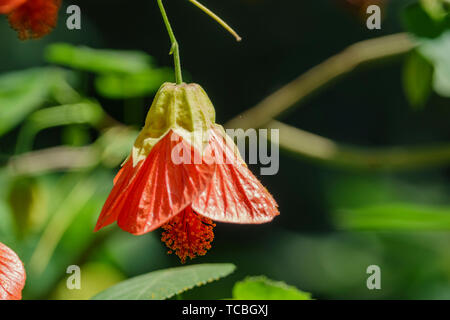 Gros plan du Tigre rouge fleur fleur Abutilon à Los Angeles, Californie Banque D'Images