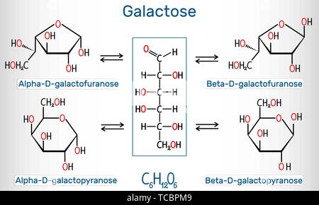 Formes tautomères du D-galactose, du sucre de lait. Alpha-D- galactofuranose, beta-D- galactofuranose, alpha-D-galactopyranose, bêta-D-galactopyranose. Str Illustration de Vecteur