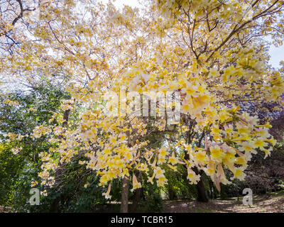 Handroanthus chrysotrichus la belle fleur jaune à Los Angeles, Californie Banque D'Images