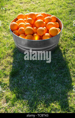 Les oranges de métal galvanisé à remous Banque D'Images
