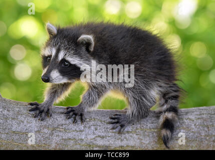 Sieversdorf, Allemagne. 06 Juin, 2019. Un jeune raton laveur (Procyon lotor) explore un jardin. Déjà depuis quelques jours ce petit compagnon nocturne s'égare sur les propriétés dans le village. Crédit : Patrick Pleul/dpa-Zentralbild/ZB/dpa/Alamy Live News Banque D'Images