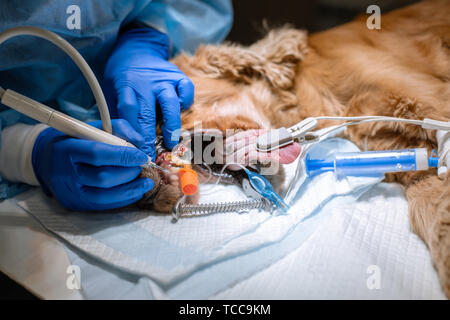 Un chirurgien vétérinaire ses brosses dents du chien sous anesthésie sur la table d'opération. L'assainissement de la cavité buccale chez les chiens. Vétérinaire dentiste traite teet Banque D'Images