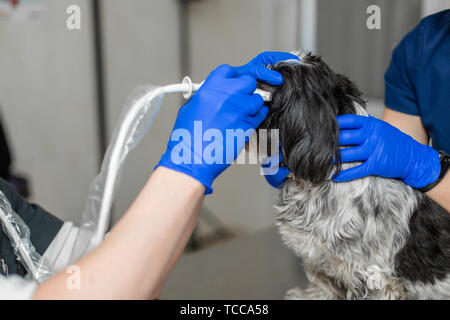 Les vétérinaires ne une échographie de l'œil du chien blessé dans un vétérinaire. Concept de soins de santé des animaux Banque D'Images