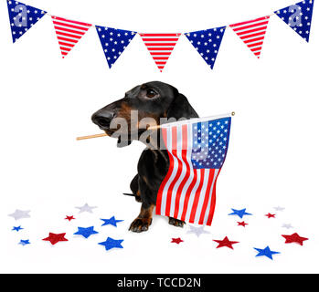 Chien teckel saucisse qui agitait un drapeau d'usa et de la victoire ou de la paix le jour de l'indépendance des doigts 4 juillet avec des lunettes Banque D'Images